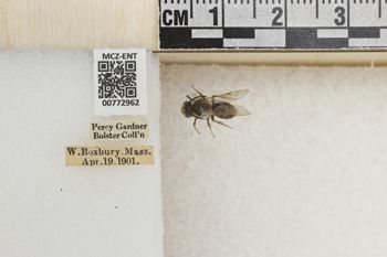 Media type: image;   Entomology 772962 Aspect: Labels